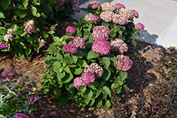 Invincibelle Mini Mauvette Hydrangea (Hydrangea arborescens 'NCHA7') at Strader's Garden Centers