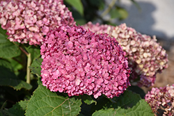 Invincibelle Mini Mauvette Hydrangea (Hydrangea arborescens 'NCHA7') at Strader's Garden Centers