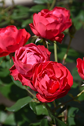 Oso Easy Double Red Rose (Rosa 'Meipeporia') at Strader's Garden Centers