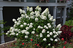 Fire Light Hydrangea (Hydrangea paniculata 'SMHPFL') at Strader's Garden Centers