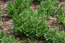 Low Scape Hedger Aronia (Aronia melanocarpa 'UCONNAM166') at Strader's Garden Centers