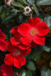 Oso Easy Cherry Pie Rose (Rosa 'Meiboulka') at Strader's Garden Centers