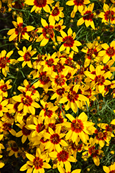 Sizzle And Spice Curry Up Tickseed (Coreopsis verticillata 'Curry Up') at Strader's Garden Centers