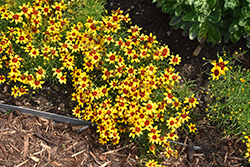 Sizzle And Spice Curry Up Tickseed (Coreopsis verticillata 'Curry Up') at Strader's Garden Centers