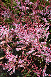 Delft Lace Astilbe (Astilbe 'Delft Lace') at Strader's Garden Centers