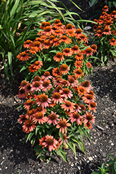 Sombrero Adobe Orange Coneflower (Echinacea 'Balsomador') at Strader's Garden Centers