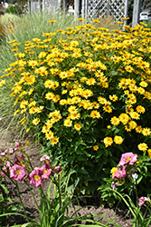 Summer Sun False Sunflower (Heliopsis helianthoides 'Summer Sun') at Strader's Garden Centers