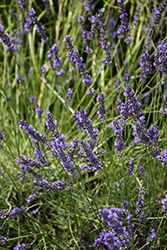 Phenomenal Lavender (Lavandula x intermedia 'Phenomenal') at Strader's Garden Centers
