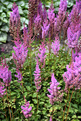 Purple Candles Astilbe (Astilbe chinensis 'Purple Candles') at Strader's Garden Centers
