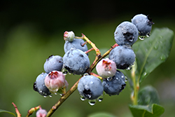 Blueray Blueberry (Vaccinium corymbosum 'Blueray') at Strader's Garden Centers