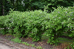 Jersey Blueberry (Vaccinium corymbosum 'Jersey') at Strader's Garden Centers