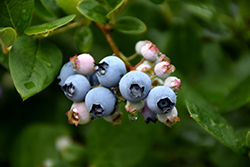 Elliott Blueberry (Vaccinium corymbosum 'Elliott') at Strader's Garden Centers