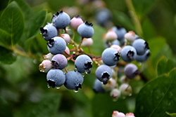 Bluecrop Blueberry (Vaccinium corymbosum 'Bluecrop') at Strader's Garden Centers