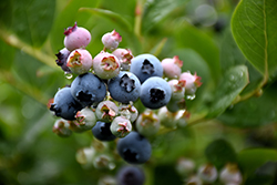 Top Hat Blueberry (Vaccinium corymbosum 'Top Hat') at Strader's Garden Centers