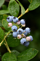 Jersey Blueberry (Vaccinium corymbosum 'Jersey') at Strader's Garden Centers