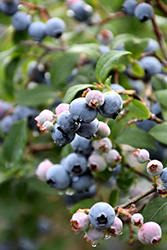 Coville Blueberry (Vaccinium corymbosum 'Coville') at Strader's Garden Centers