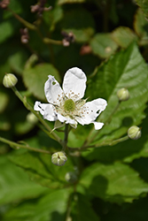 Baby Cakes Blackberry (Rubus 'APF-236T') at Strader's Garden Centers