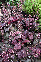 Carnival Candy Apple Coral Bells (Heuchera 'Candy Apple') at Strader's Garden Centers