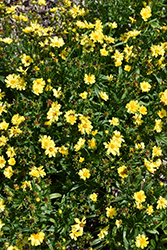Leading Lady Sophia Tickseed (Coreopsis 'Leading Lady Sophia') at Strader's Garden Centers