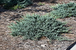 Blue Chip Juniper (Juniperus horizontalis 'Blue Chip') at Strader's Garden Centers