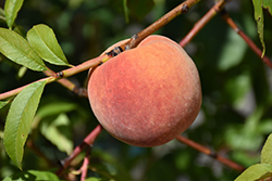 Redhaven Peach (Prunus persica 'Redhaven') at Strader's Garden Centers