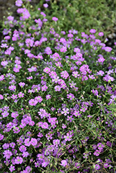 Pink Creeping Baby's Breath (Gypsophila repens 'Rosea') at Strader's Garden Centers