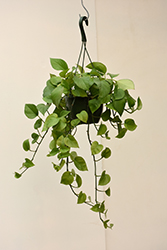 Jade Pothos (Epipremnum aureum 'Jade') at Strader's Garden Centers