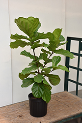 Fiddle Leaf Fig (Ficus lyrata) at Strader's Garden Centers