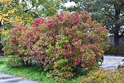 Autumn Jazz Viburnum (Viburnum dentatum 'Ralph Senior') at Strader's Garden Centers