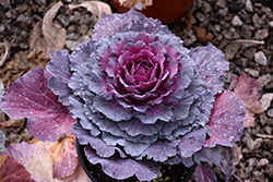 Osaka Purple Ornamental Cabbage (Brassica oleracea 'Osaka Purple') at Strader's Garden Centers