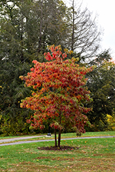 Sassafras (Sassafras albidum) at Strader's Garden Centers