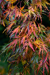 Cutleaf Japanese Maple (Acer palmatum 'Dissectum') at Strader's Garden Centers