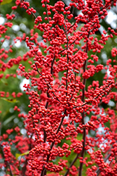 Winter Red Winterberry (Ilex verticillata 'Winter Red') at Strader's Garden Centers