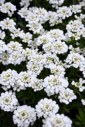 Purity Candytuft (Iberis sempervirens 'Purity') at Strader's Garden Centers