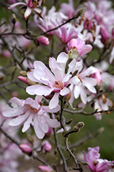 Leonard Messel Magnolia (Magnolia x loebneri 'Leonard Messel') at Strader's Garden Centers
