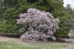 Leonard Messel Magnolia (Magnolia x loebneri 'Leonard Messel') at Strader's Garden Centers