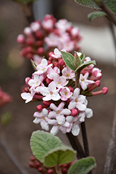 Spice Girl Koreanspice Viburnum (Viburnum carlesii 'Spiro') at Strader's Garden Centers