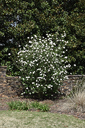 Burkwood Viburnum (Viburnum x burkwoodii) at Strader's Garden Centers