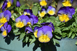 Cool Wave Morpho Pansy (Viola x wittrockiana 'PAS1077347') at Strader's Garden Centers