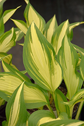 Cool As A Cucumber Hosta (Hosta 'Cool As A Cucumber') at Strader's Garden Centers