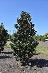 Little Gem Magnolia (Magnolia grandiflora 'Little Gem') at Strader's Garden Centers