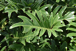 Xanadu Philodendron (Philodendron 'Winterbourn') at Strader's Garden Centers