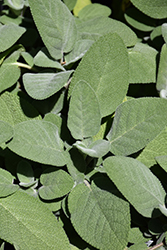 Common Sage (Salvia officinalis) at Strader's Garden Centers