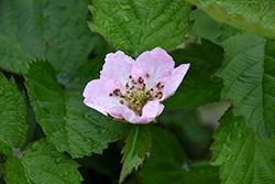 Arapaho Blackberry (Rubus 'Arapaho') at Strader's Garden Centers