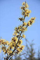 Arnold Promise Witchhazel (Hamamelis x intermedia 'Arnold Promise') at Strader's Garden Centers