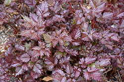 Delft Lace Astilbe (Astilbe 'Delft Lace') at Strader's Garden Centers
