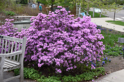 P.J.M. Rhododendron (Rhododendron 'P.J.M.') at Strader's Garden Centers
