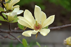 Butterflies Magnolia (Magnolia 'Butterflies') at Strader's Garden Centers