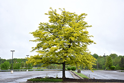 Sunburst Honeylocust (Gleditsia triacanthos 'Suncole') at Strader's Garden Centers