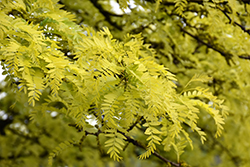 Sunburst Honeylocust (Gleditsia triacanthos 'Suncole') at Strader's Garden Centers